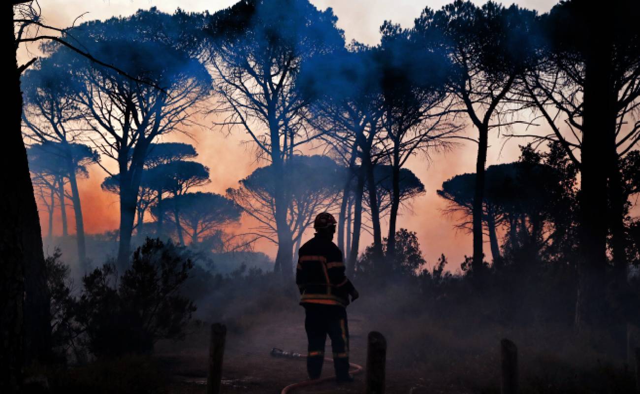 Yangının tahrip ettiği ormanda böcek istilası