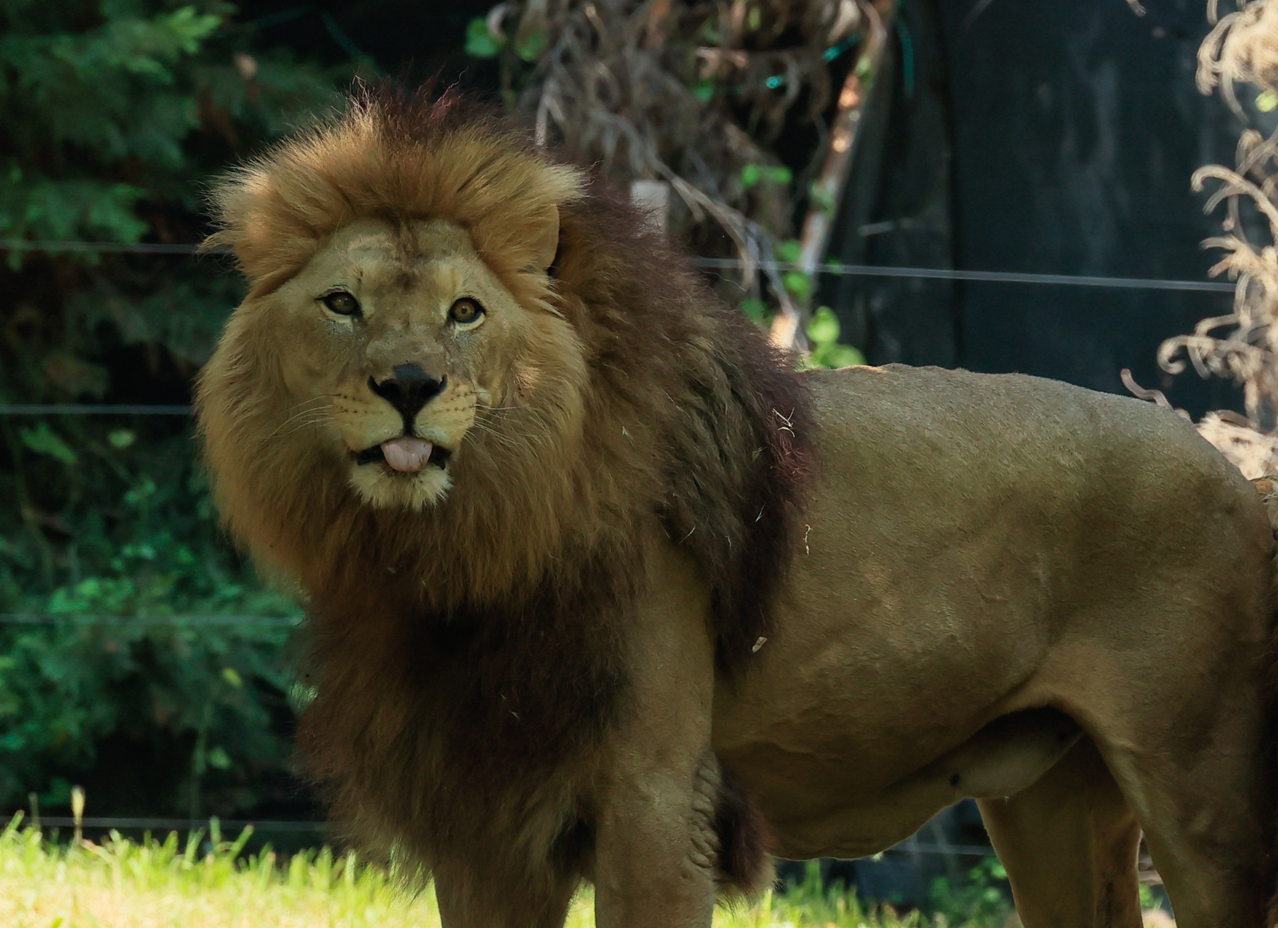 Berlin sokaklarında ‘aslan’ paniği