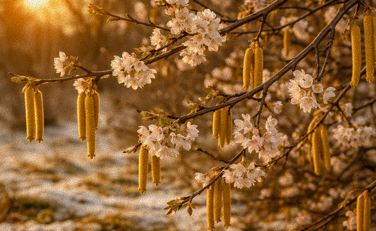 Fındık ve kızılağaç yalancı bahara kandı...