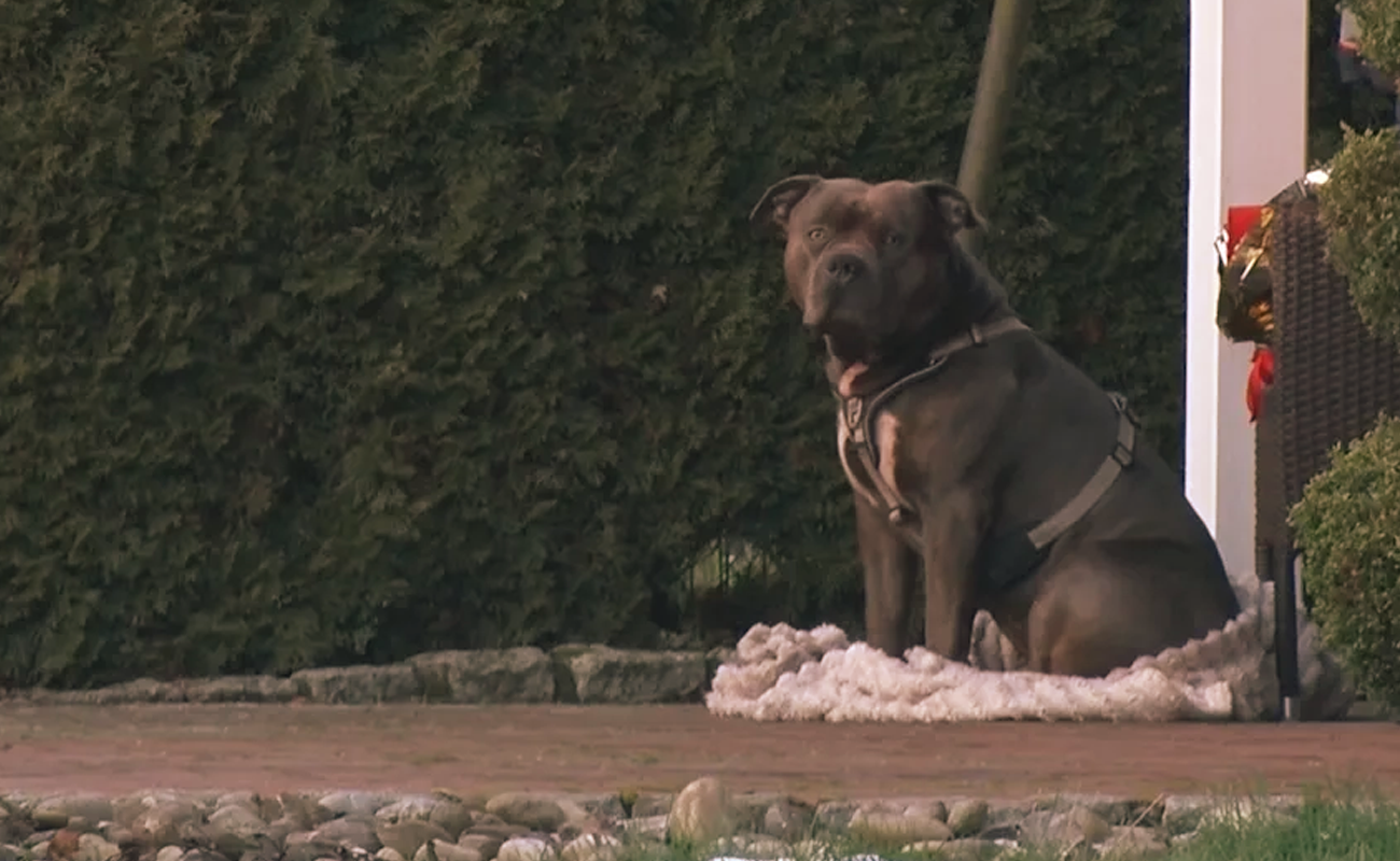 Köpeği başından ayrılmadı... Aşağı Saksonya’da gizemli ölüm