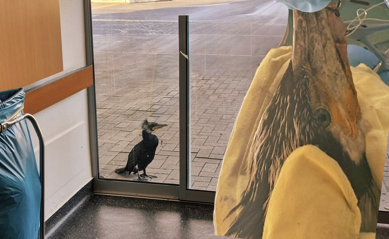 Yaralı karabatak acile başvurdu